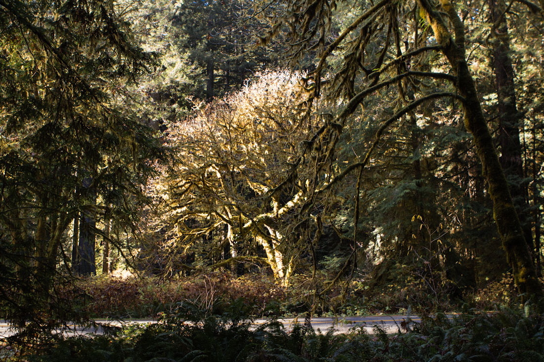 jdesantis-redwoods-17