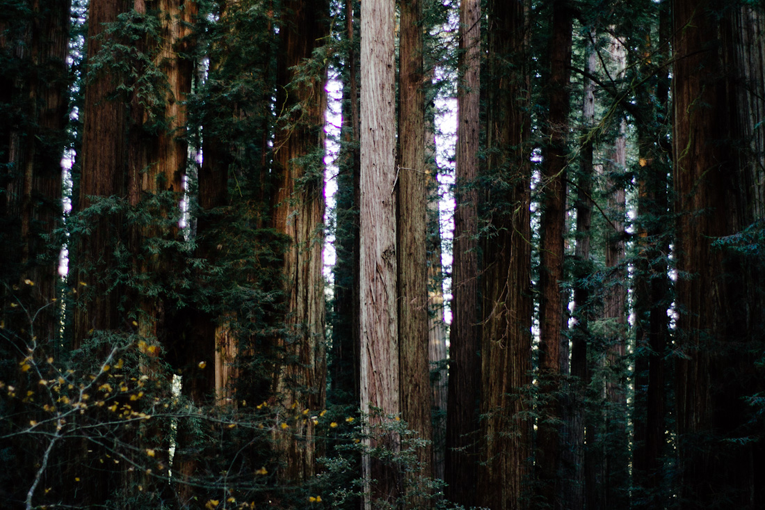 jdesantis-redwoods-20